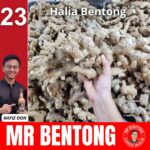 23. Ginger - Mr Bentong