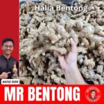 23. Ginger - Mr Bentong - Image 2