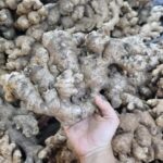 23. Ginger - Mr Bentong - Image 5