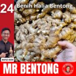 24. Ginger Rhizome - Mr Bentong