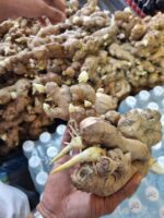 24. Ginger Rhizome - Mr Bentong - Image 3