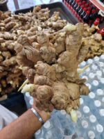 24. Ginger Rhizome - Mr Bentong - Image 4