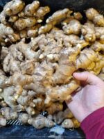 24. Ginger Rhizome - Mr Bentong - Image 5