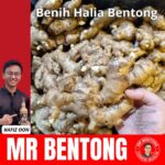 24. Ginger Rhizome - Mr Bentong - Image 6