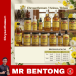 34. Pure Chrysanthemum / Kekwa / Krisan Series - Mr Bentong