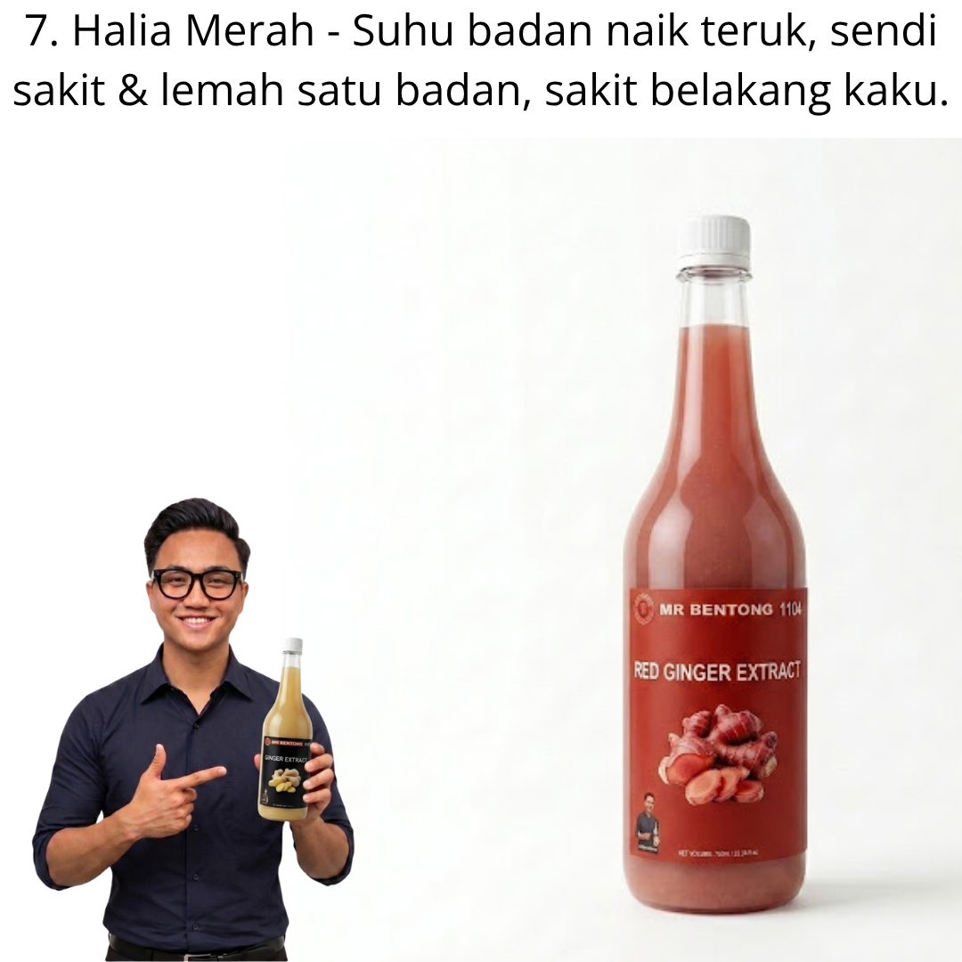 7 1107. Extract Halia Bara Mr Bentong - Image 1